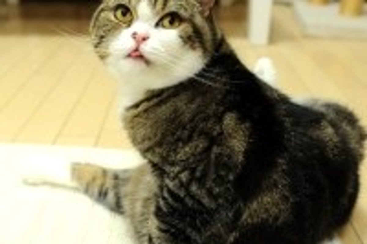 Maru Gets Mouse from Drawer
