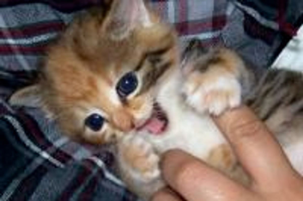 Peanut the Rescue Stray: Then & Now