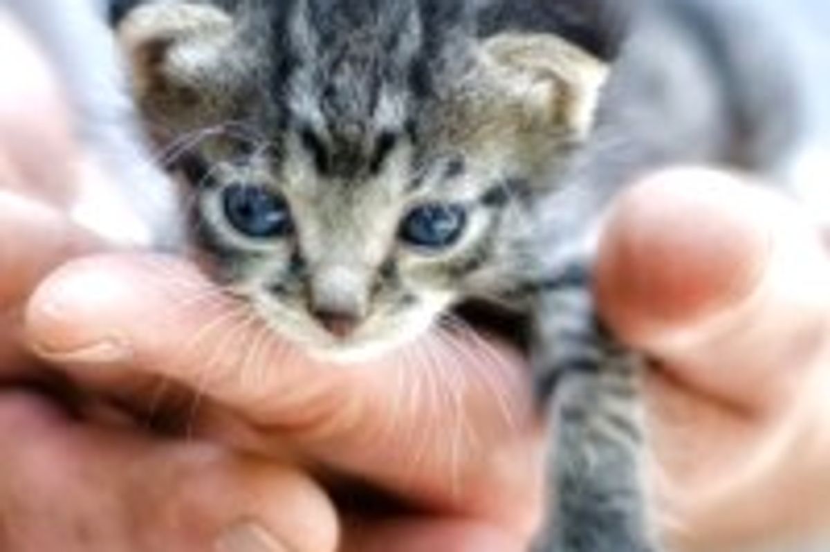 Tabby Rescued from a Pile of Wood and Cobwebs