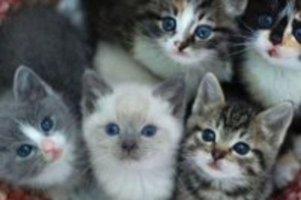 Basket of Itty Bitty Foster Kitties