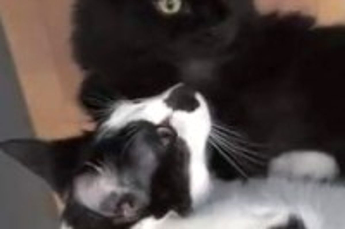 A Love Story of Shorty and Kodi