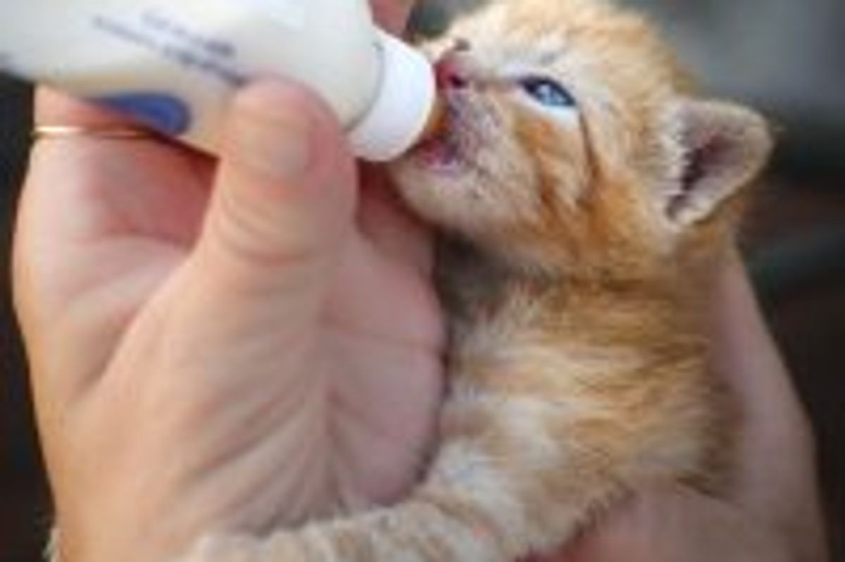 Muffin the Ginger Farm Kitten Finds Home