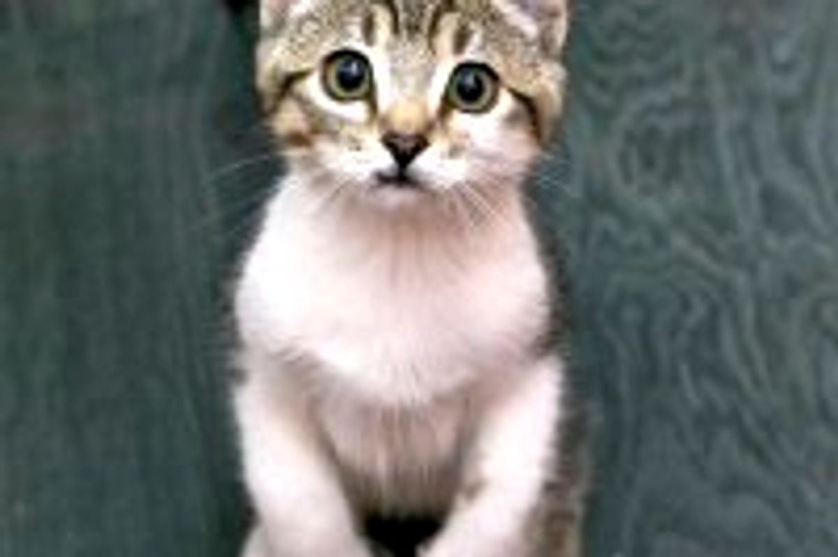 Izzy the Feral Rescue with Extra Toes