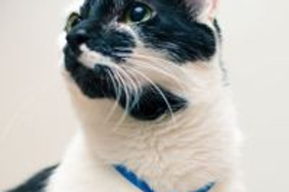 Tucker the Cat Helps His Dad Propose