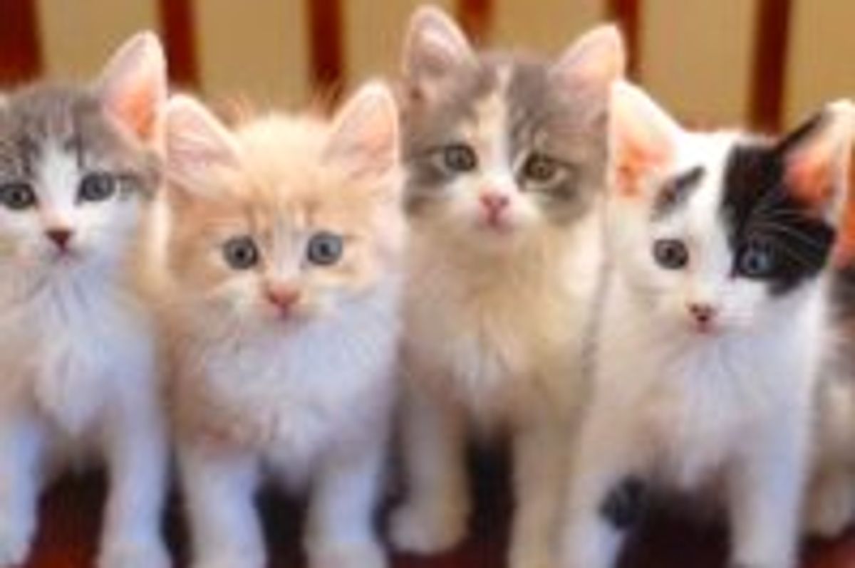 Five Little Furry Purrers