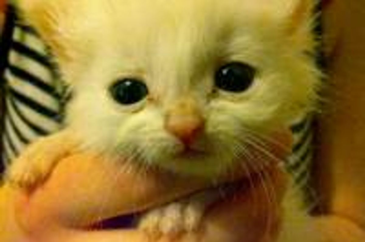 Tiny Rescue Ball of Cute