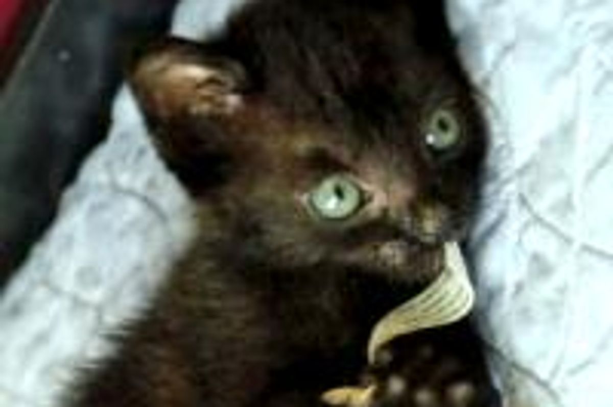 Tony the Runt of a Rescue Litter Perseveres
