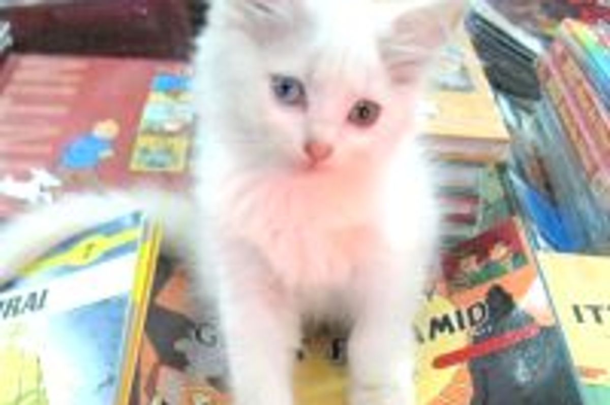 Bookstore Cats from Bangalore