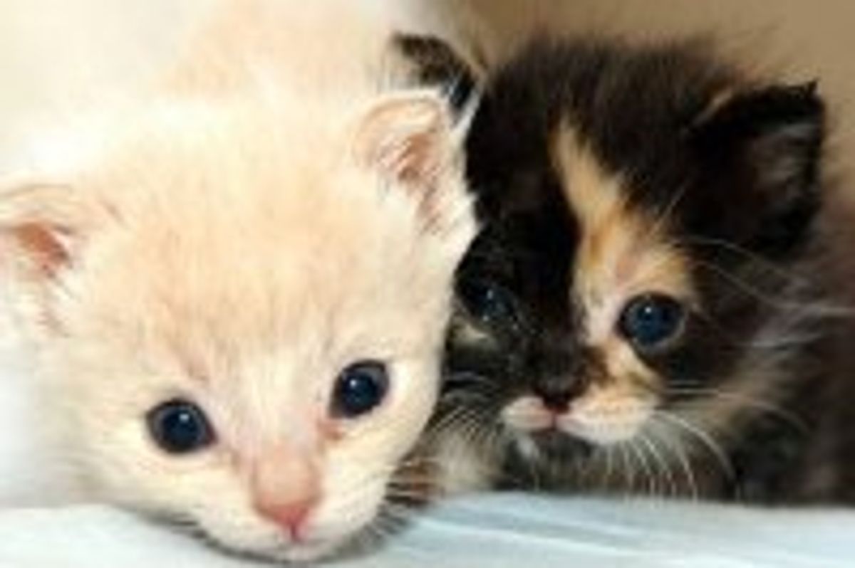 Casper and Wendy, Little Backyard Survivors
