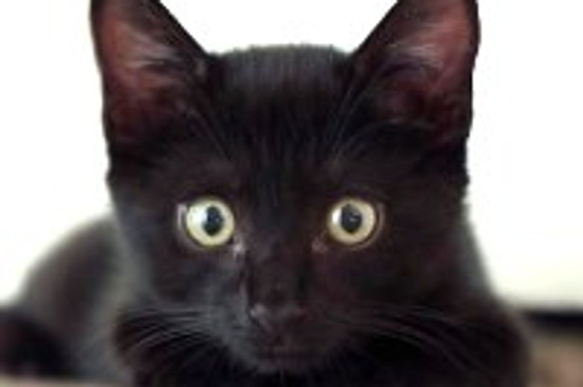 Liam the Rescue Black Kitten Grows into Mini Panther Kitty