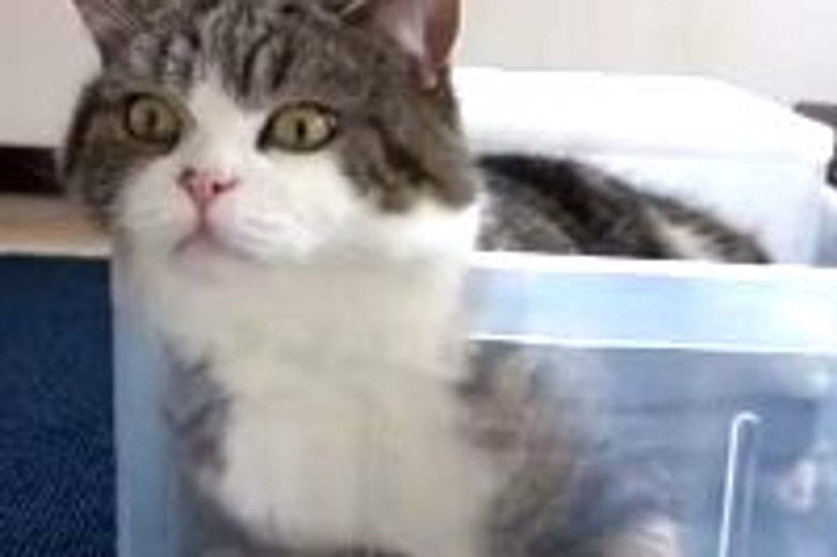 Maru Never Leaves His Box