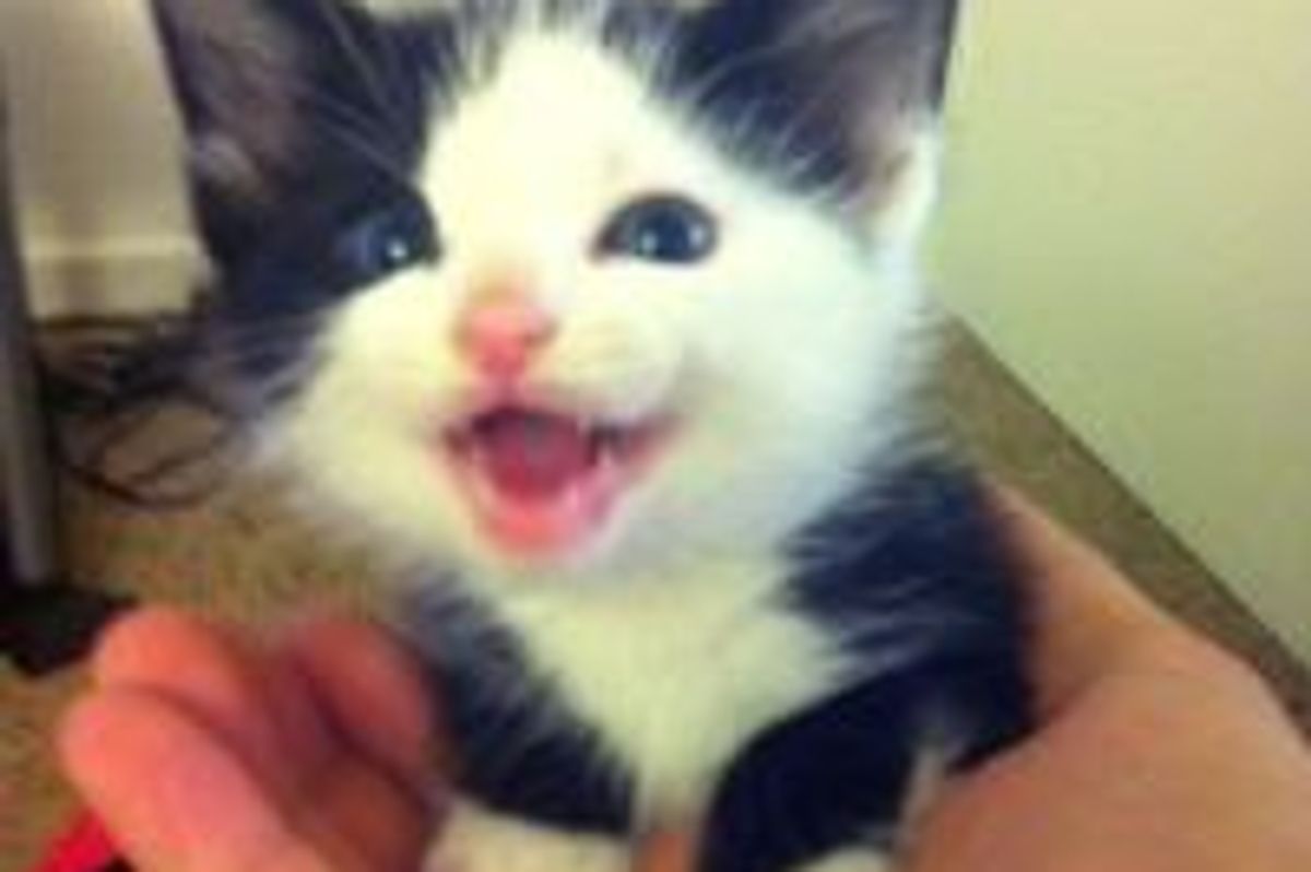 Meow! Smile!