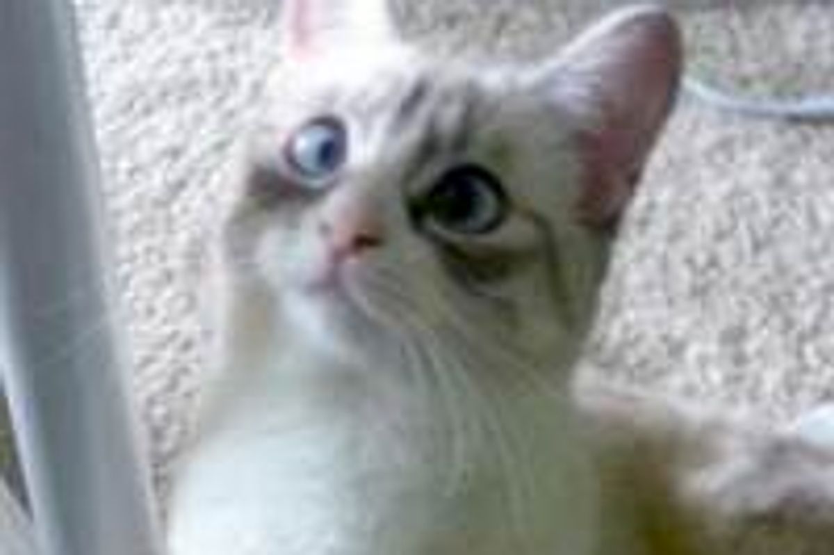 Cross-eyed Cat Strays into Forever Home