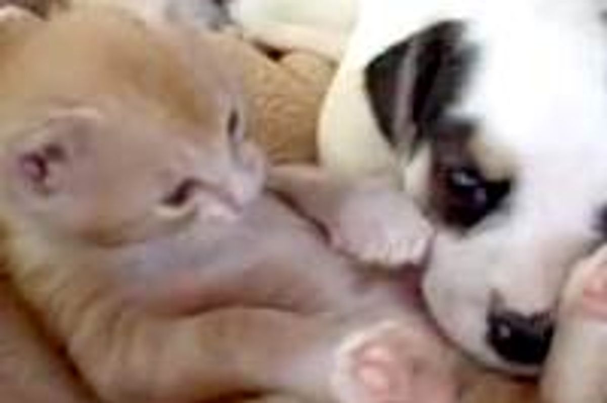 Mango the Kitten and Milkshake the Puppy: Cute 'splosion