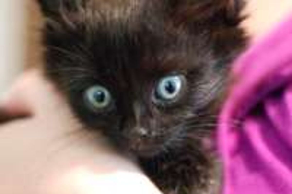 Rescue Black Kitty from Quadriplegic to Moving Again