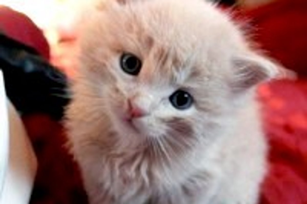 Tyrion the Little Cream Rescue Stray
