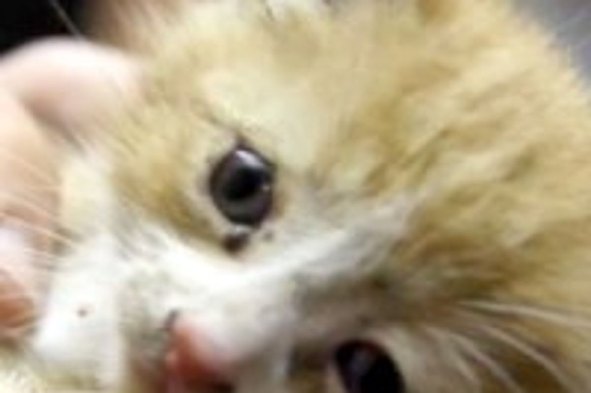 5-week-old Kitten Freed from Drain Pipe by a Team of Rescuers in Detroit