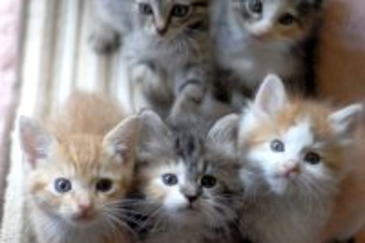 Itty Bitty Furry Gang