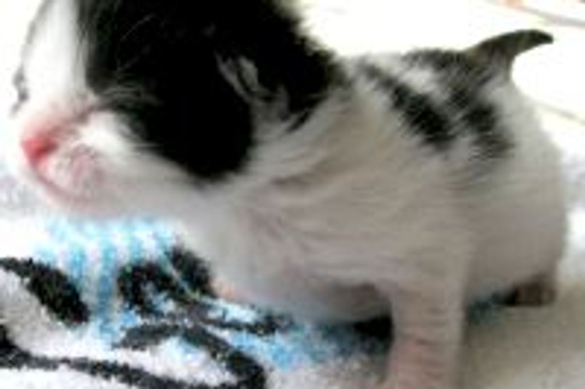 Journey of a Tiny Orphan Cow Kitty