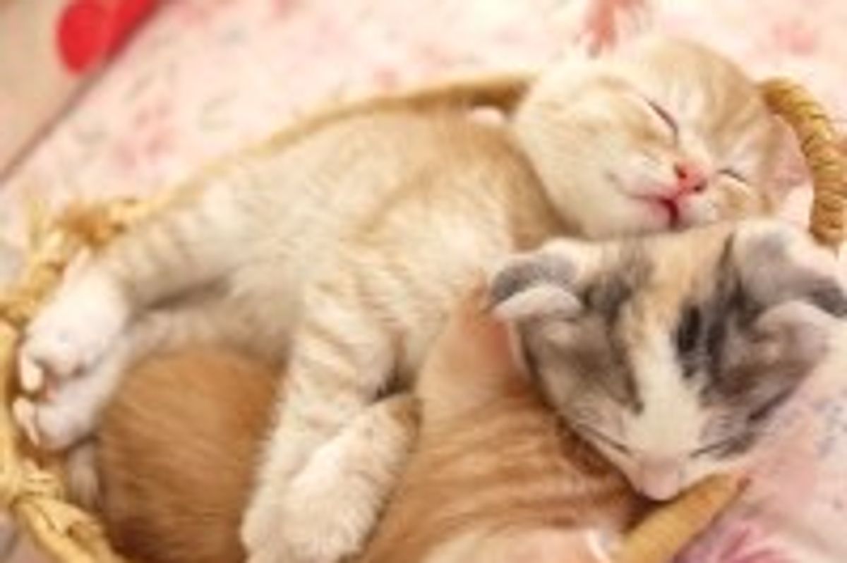 Sleepy Furry Kitties