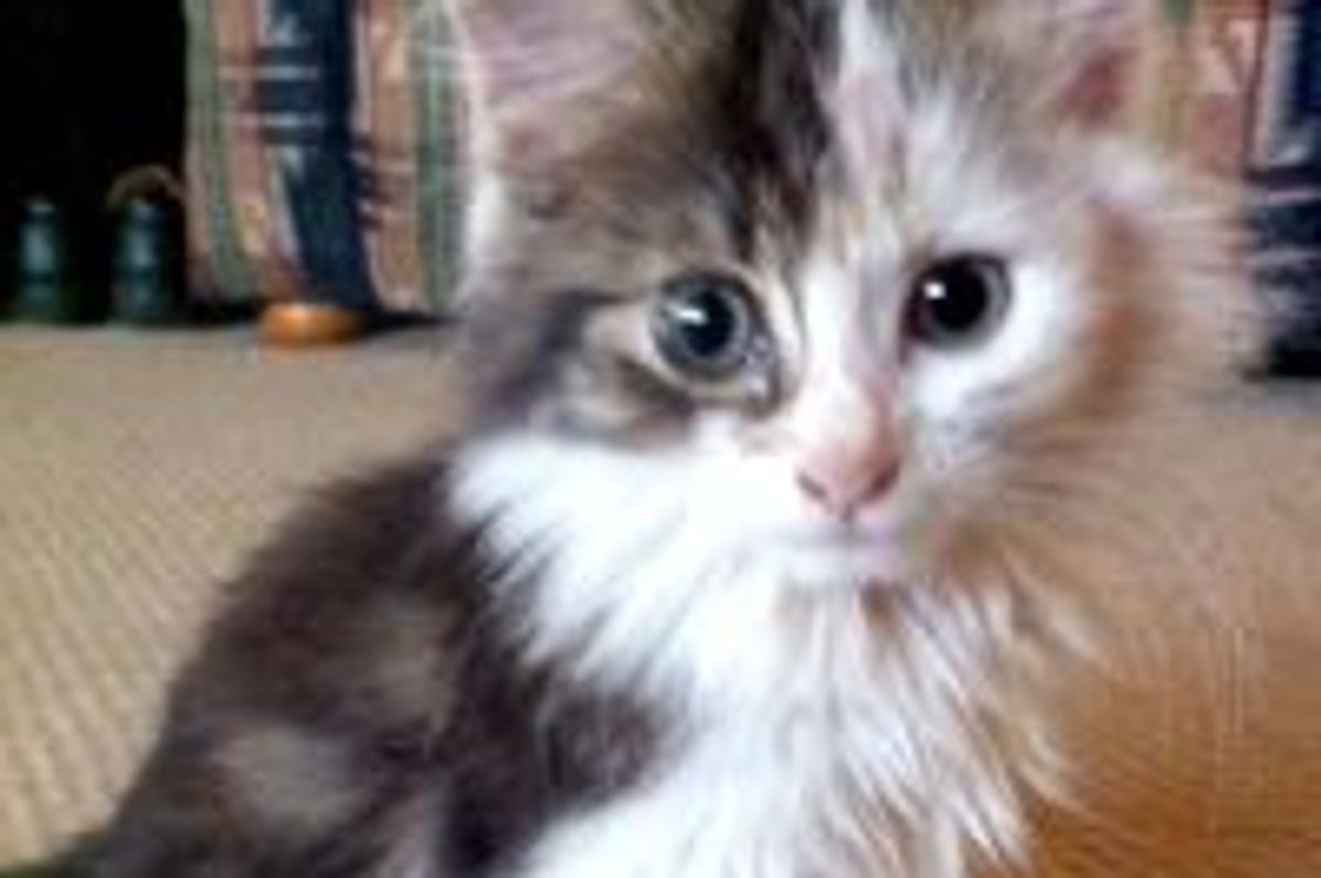 Harvey the Rescue Stray: From Scared and Dirty to Happy and Healthy