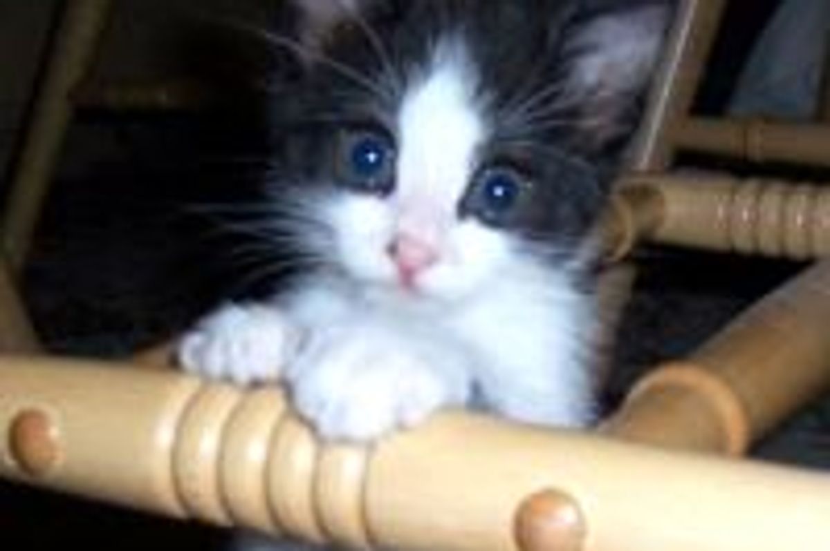 A Second Chance for a Precious Little Life