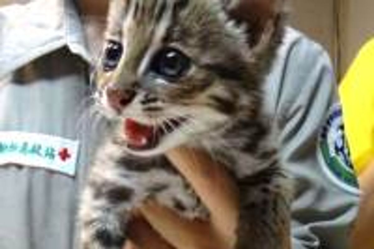Orphan Leopard Cat Rescued from Hillside