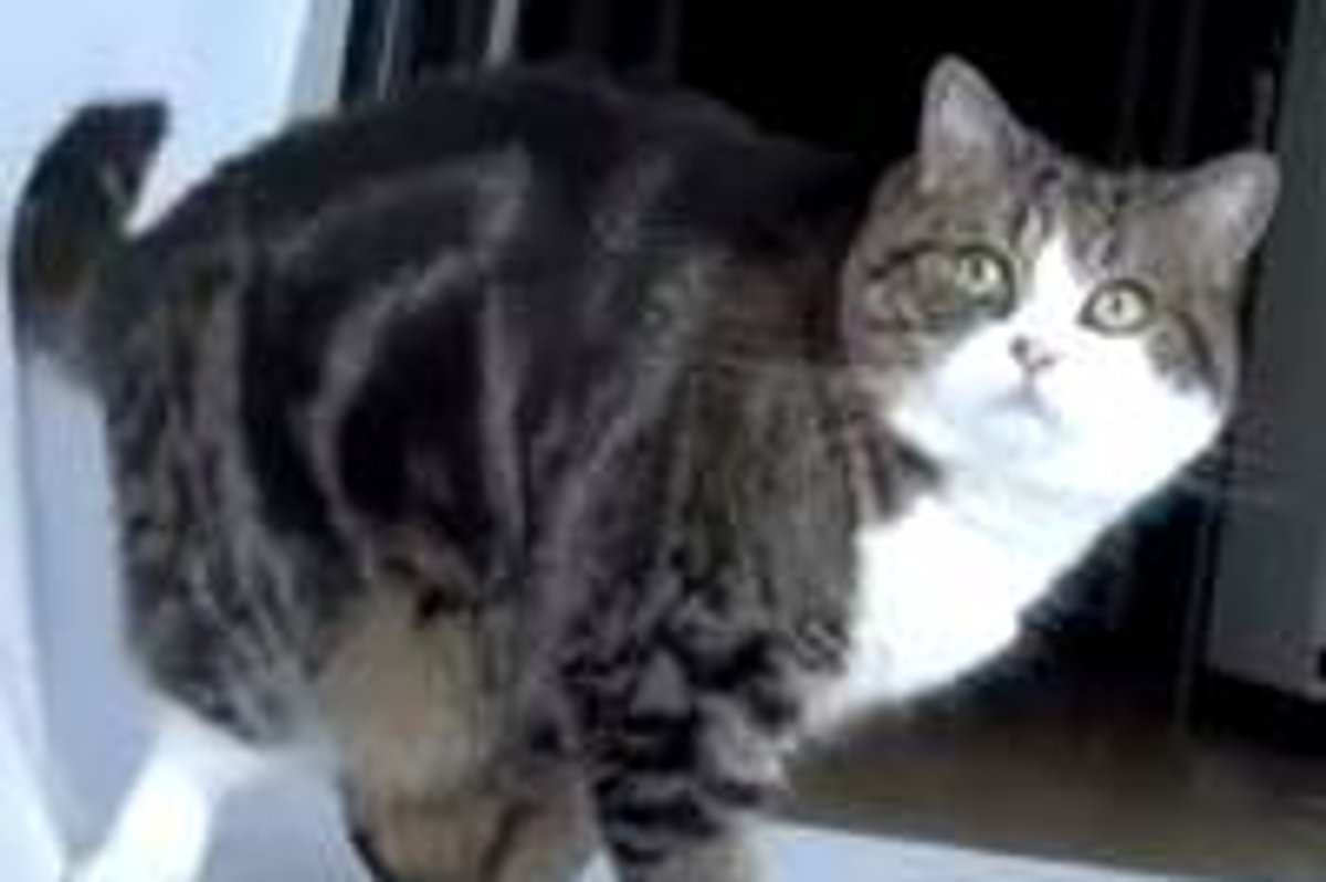 Maru's Paper Obsession