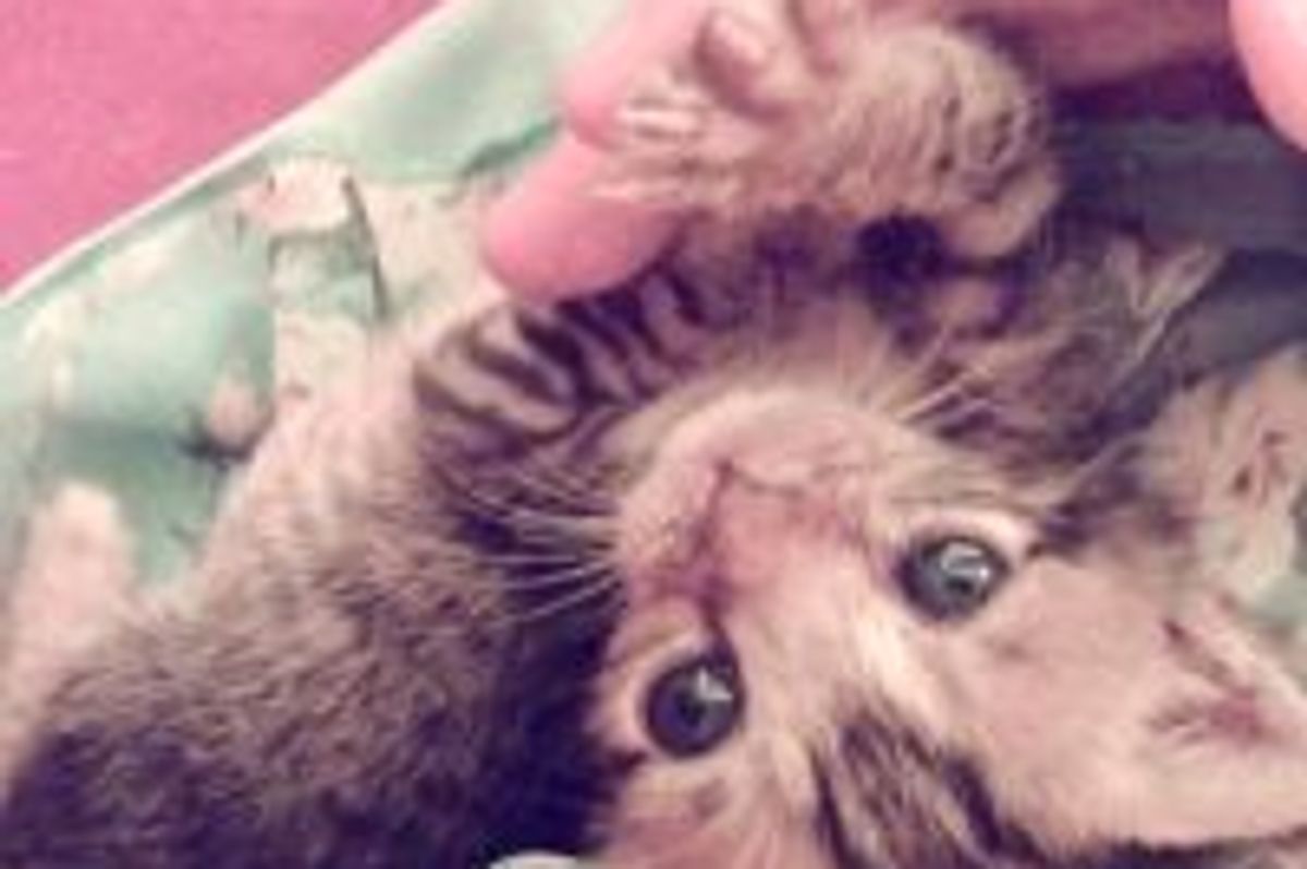 Tiny 10-Day-Old Tabby Kitten Rescued by Dog