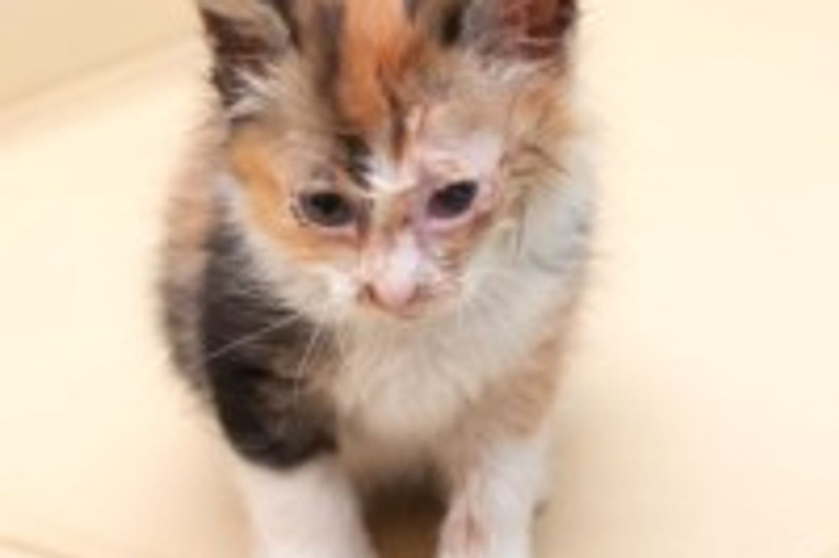 Calico Kitty Saved 8 Months Ago: from Stray to Star