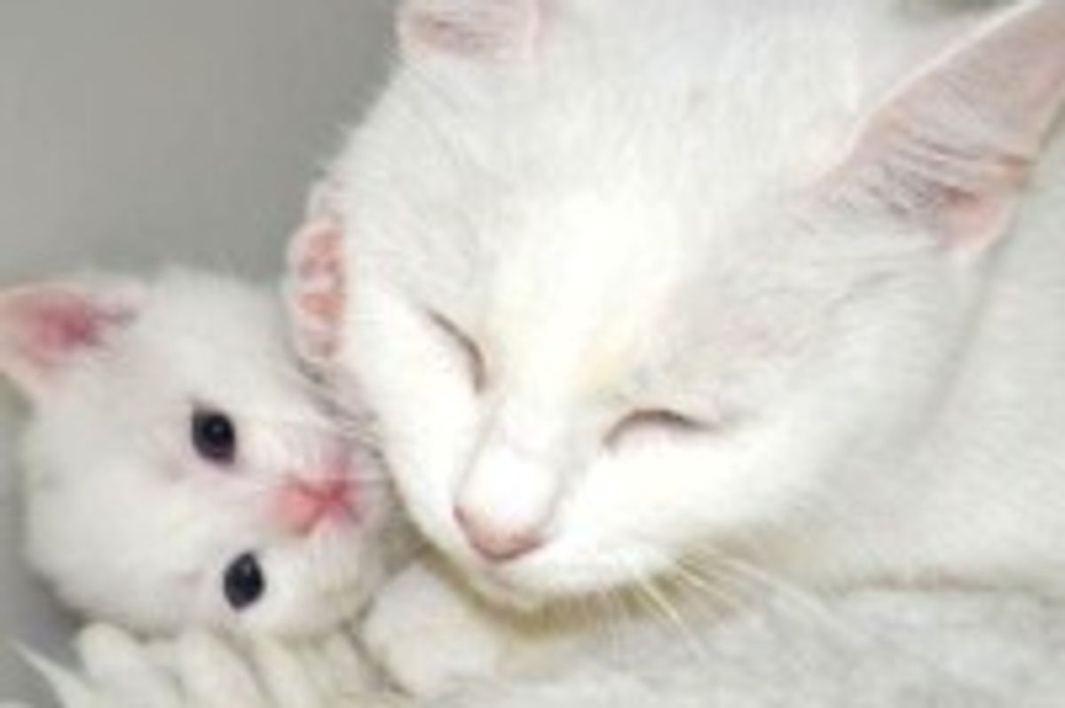 Furry Family of Four