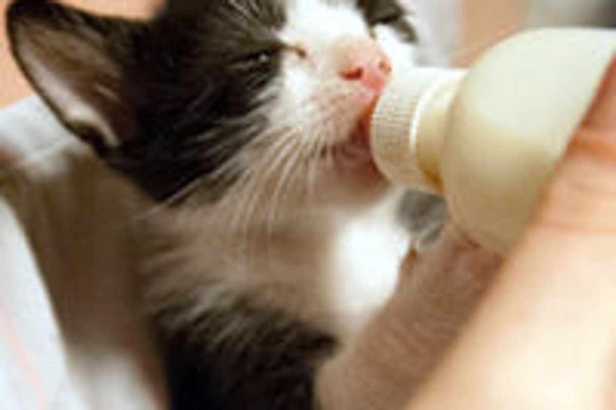 Tiny Tux Kitten Found Under Shed, Gets Full Belly