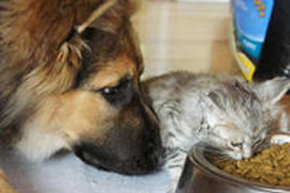 Kitty and His German Shepherd Best Furiend: Then & Now