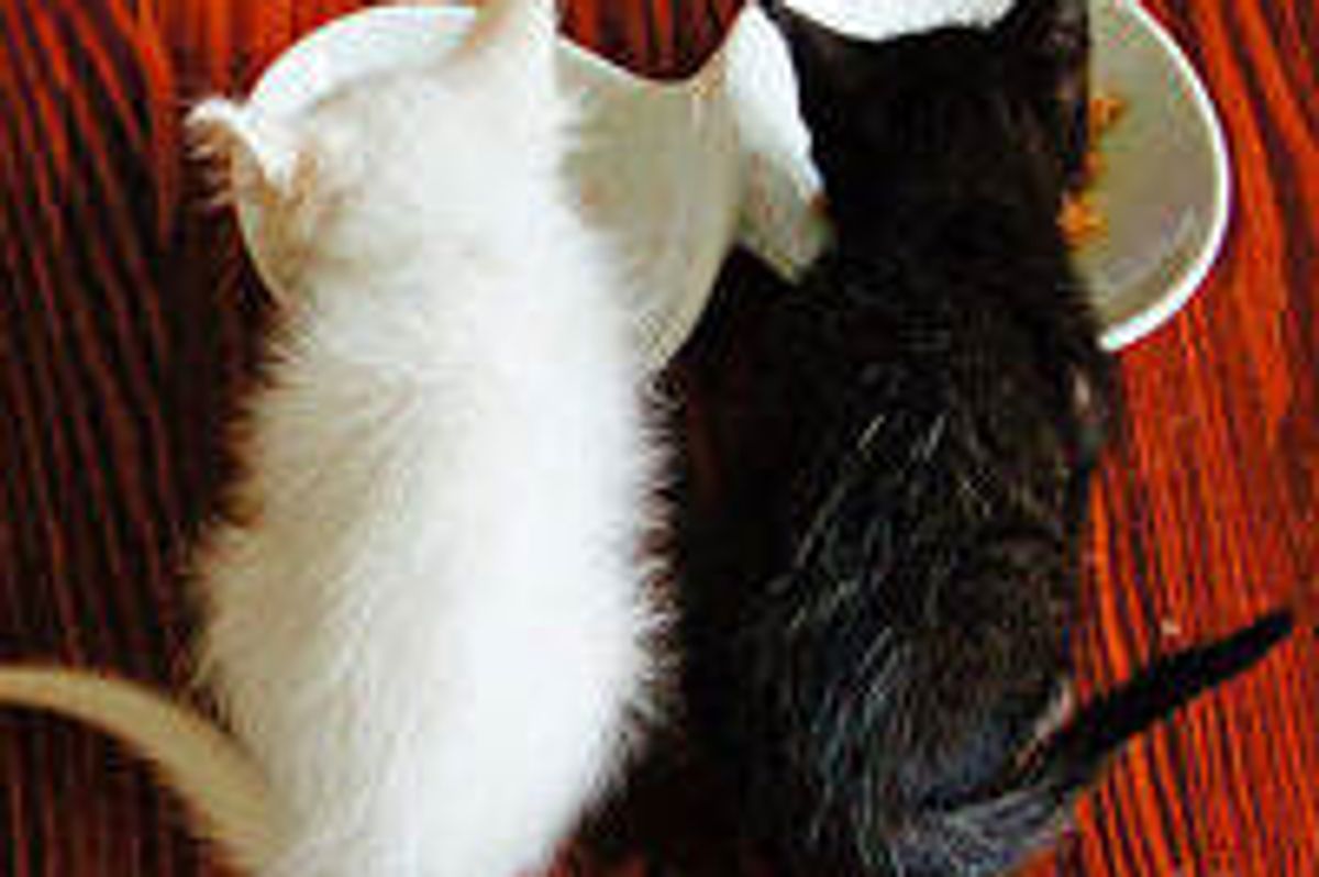 Three Tiny Sister Kitties Get a Second Chance