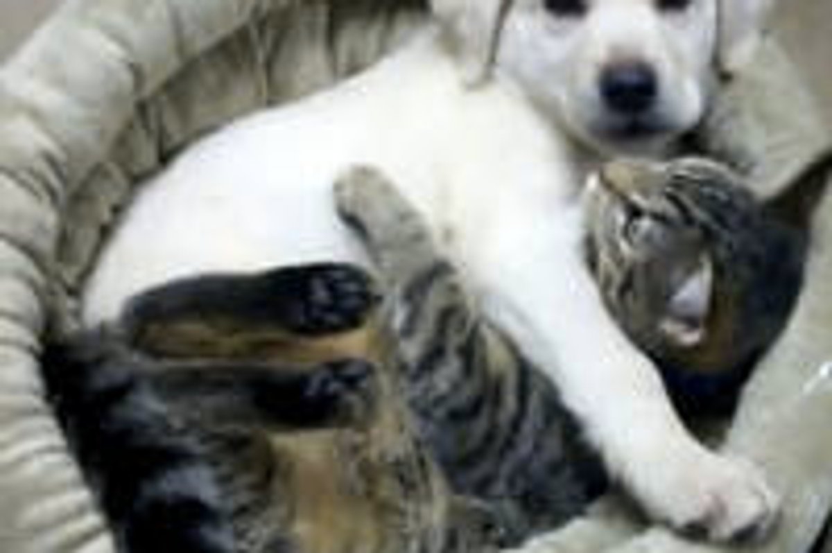 Cuddly Buddies: Tabby Kitty and Yellow Lab