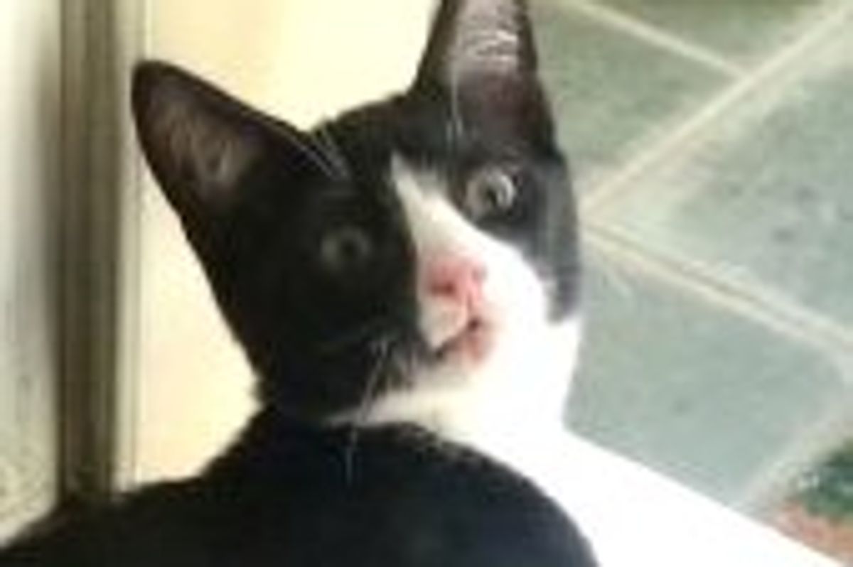 Mario the Cat with Cerebellar Hypoplasia Wobbles into His Forever Home