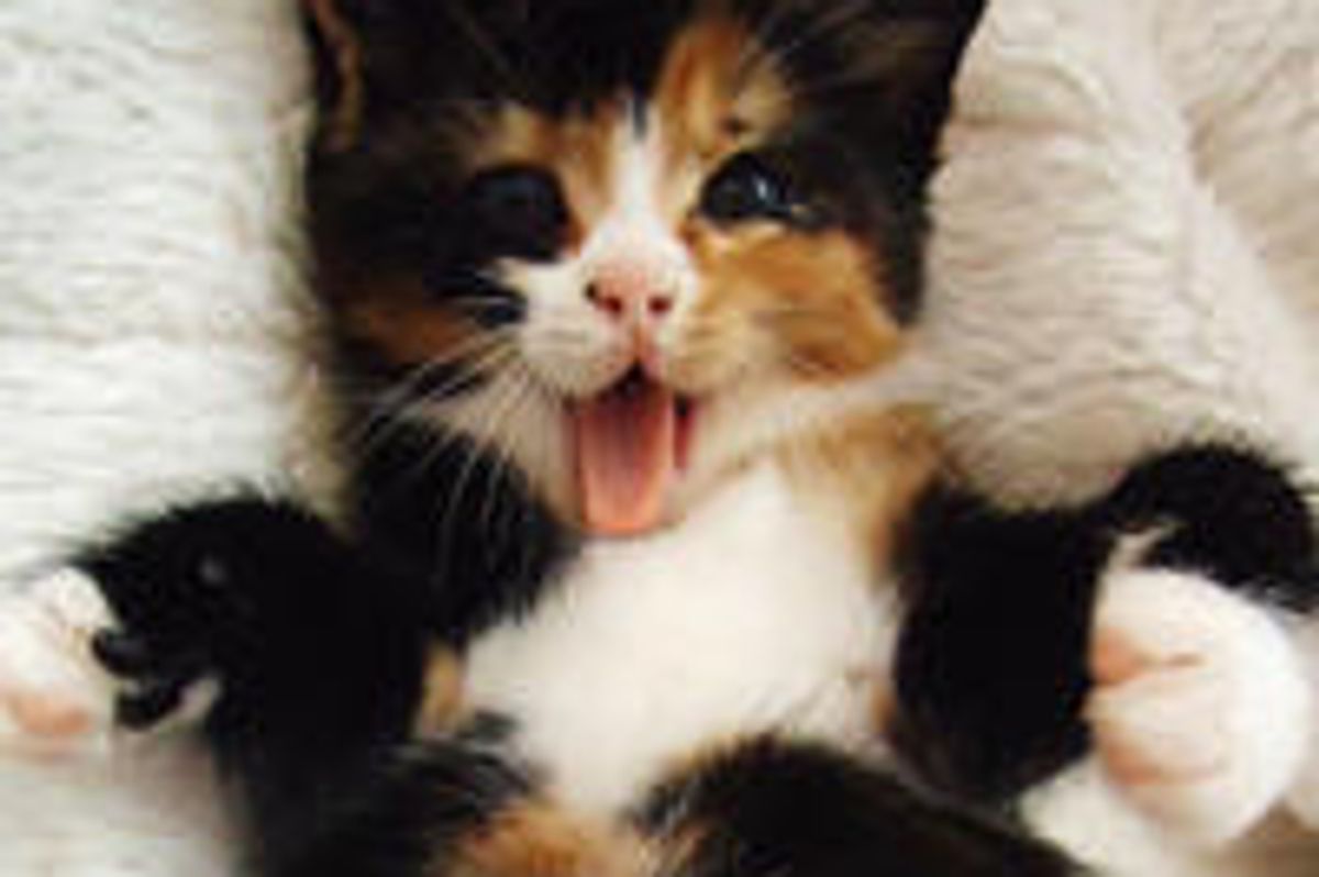 Happy Calico Found in the Rain