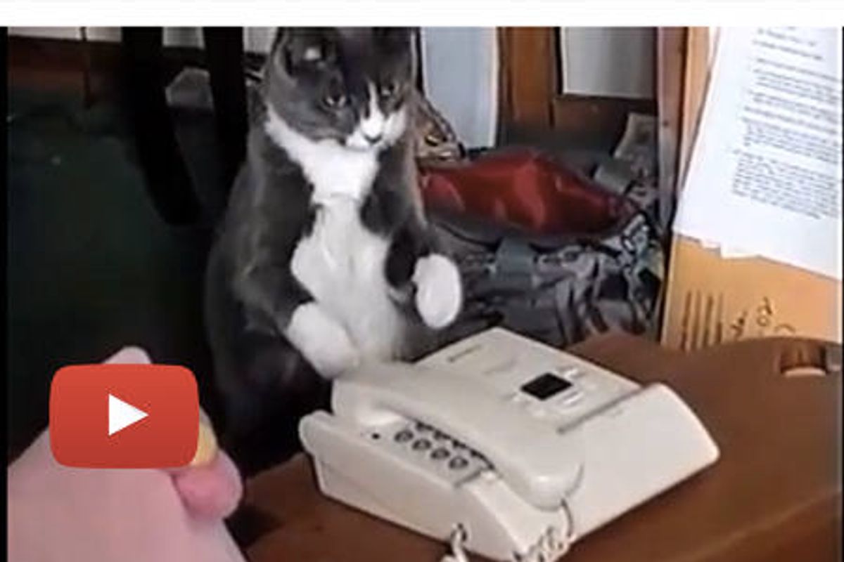 Cat Gets a Call