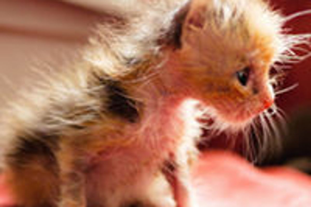 Daisy the Coyote Kitty and Her Amazing Transformation