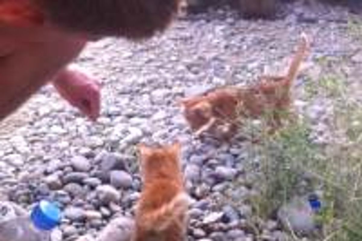 Afghan Kitties Give US Service Man A Sense of Home