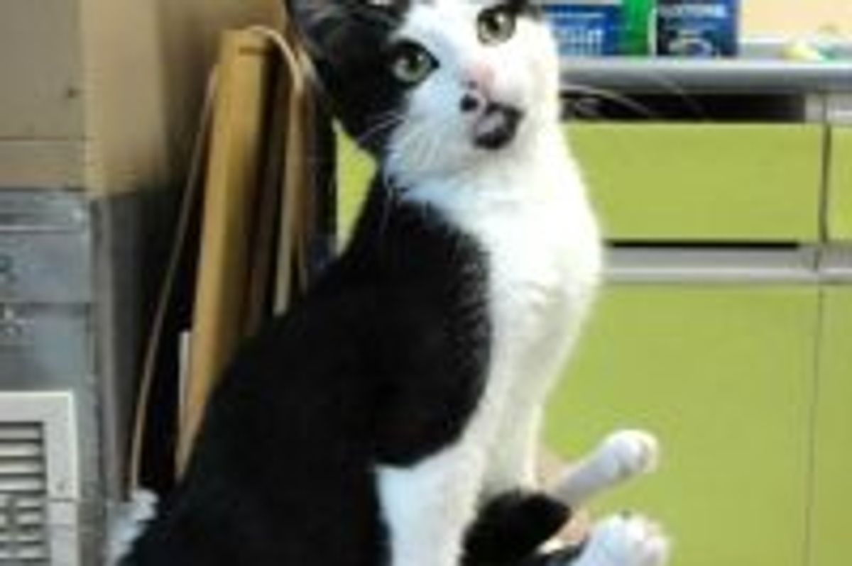 Bitsy the Kitty Born Special, She Never Thinks She's Any Different