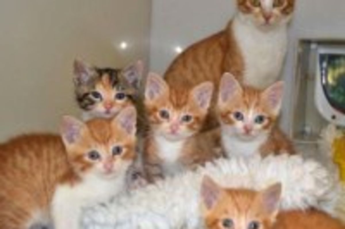 Furry Family of Six Find Hope