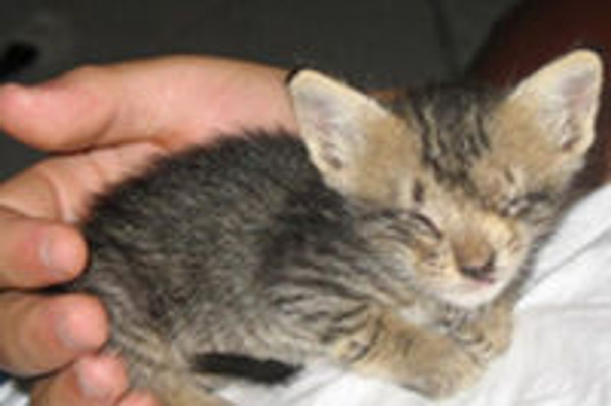 Blind Kitten Rescued by Man Who Never Gave Up on Her