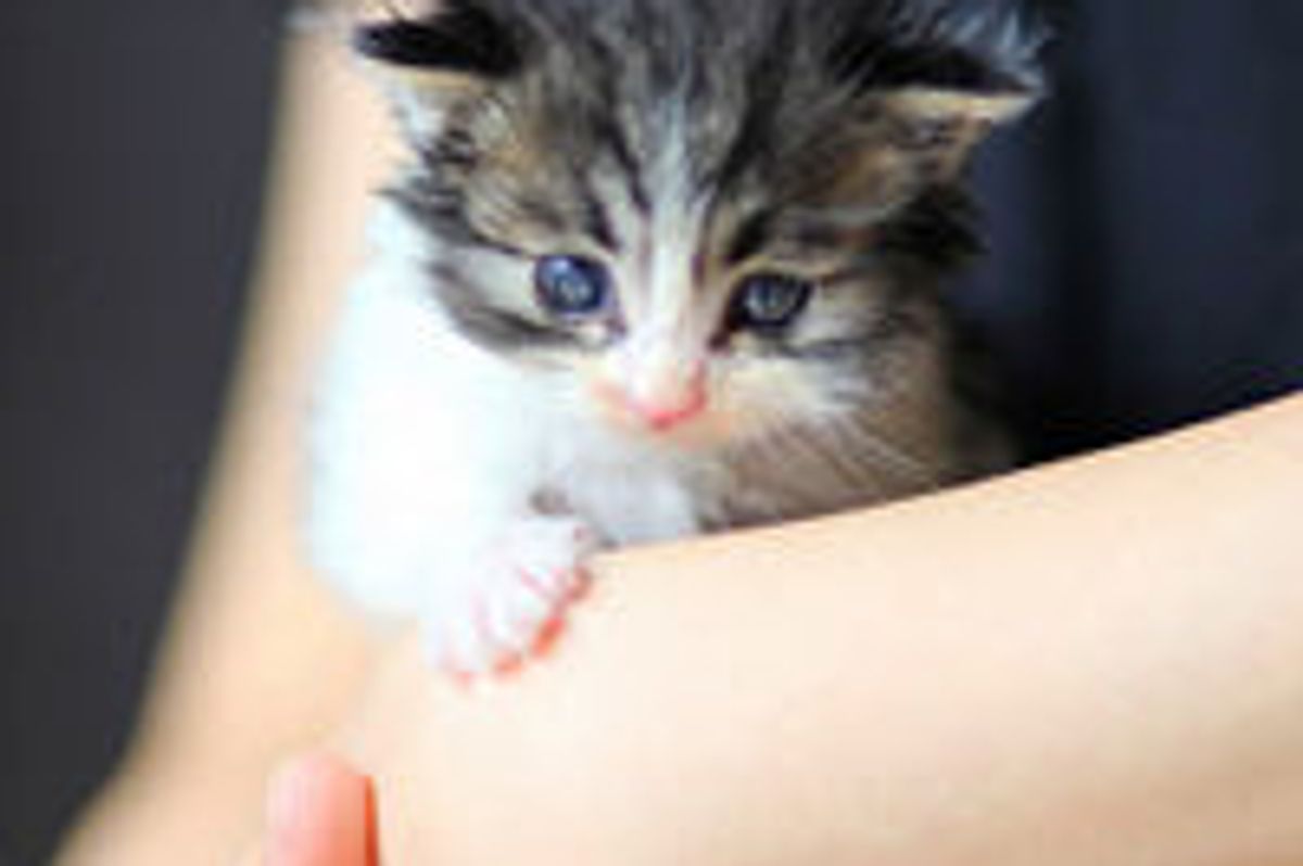 Tiny Roadside Kitten Found in Flowers