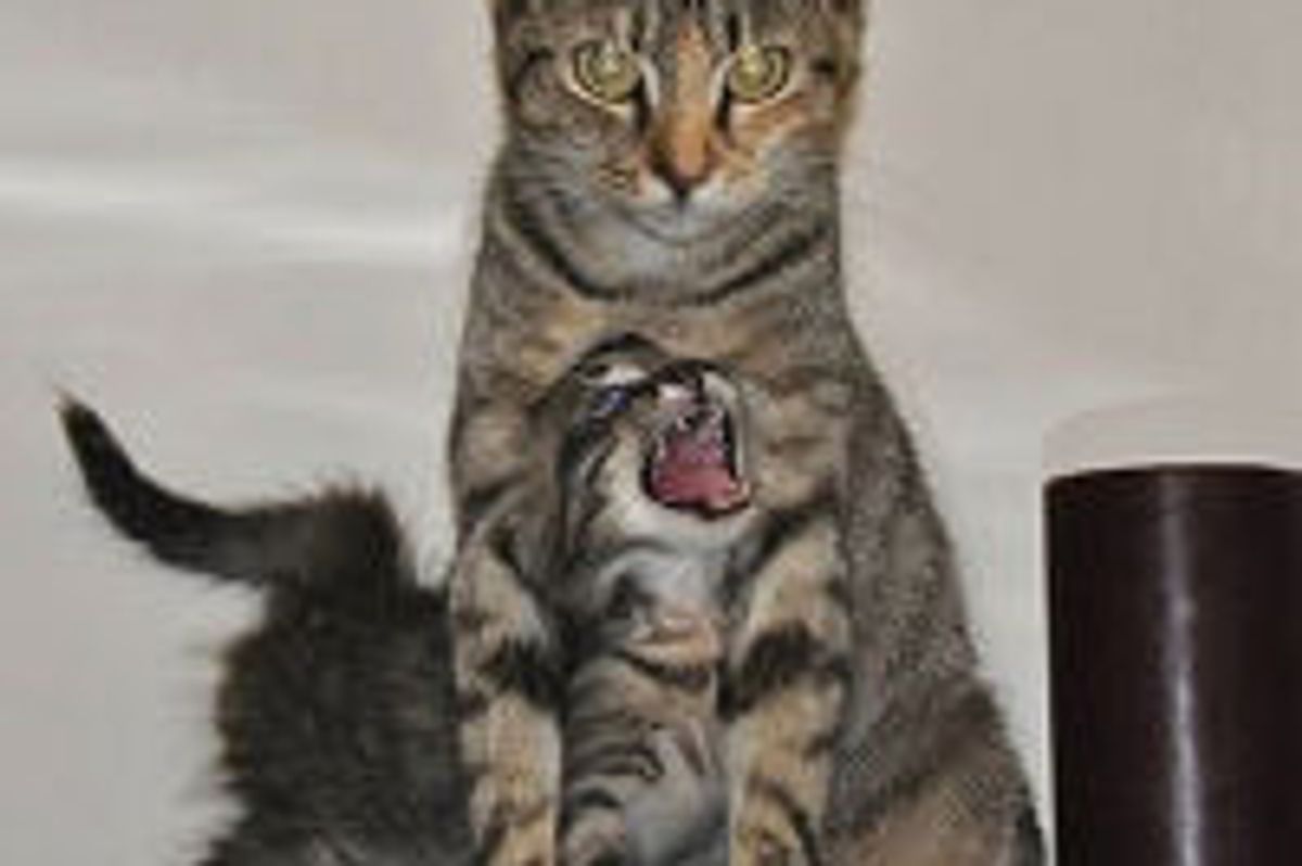 Cat Mama and Son Rescued from the Attic