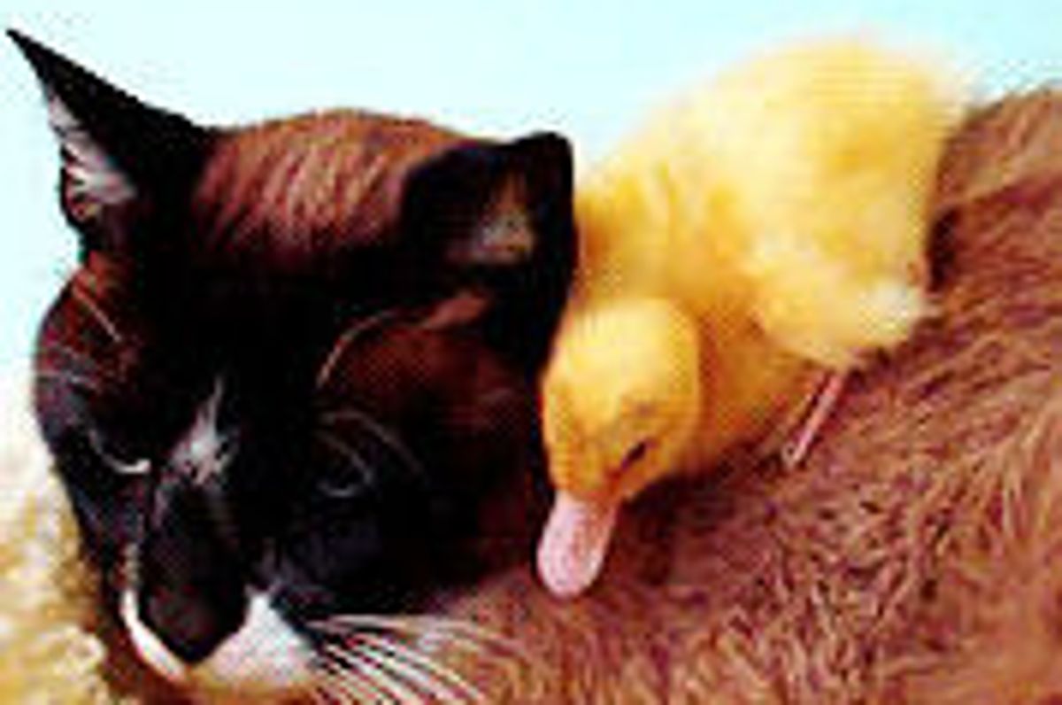 Max the Snowshoe Cat and His Ducklings