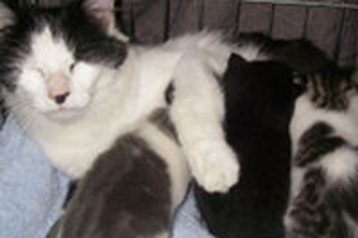 Cat Mama Gave Birth to 3 Kittens 25 Feet Up a Tree, Now Rescued!