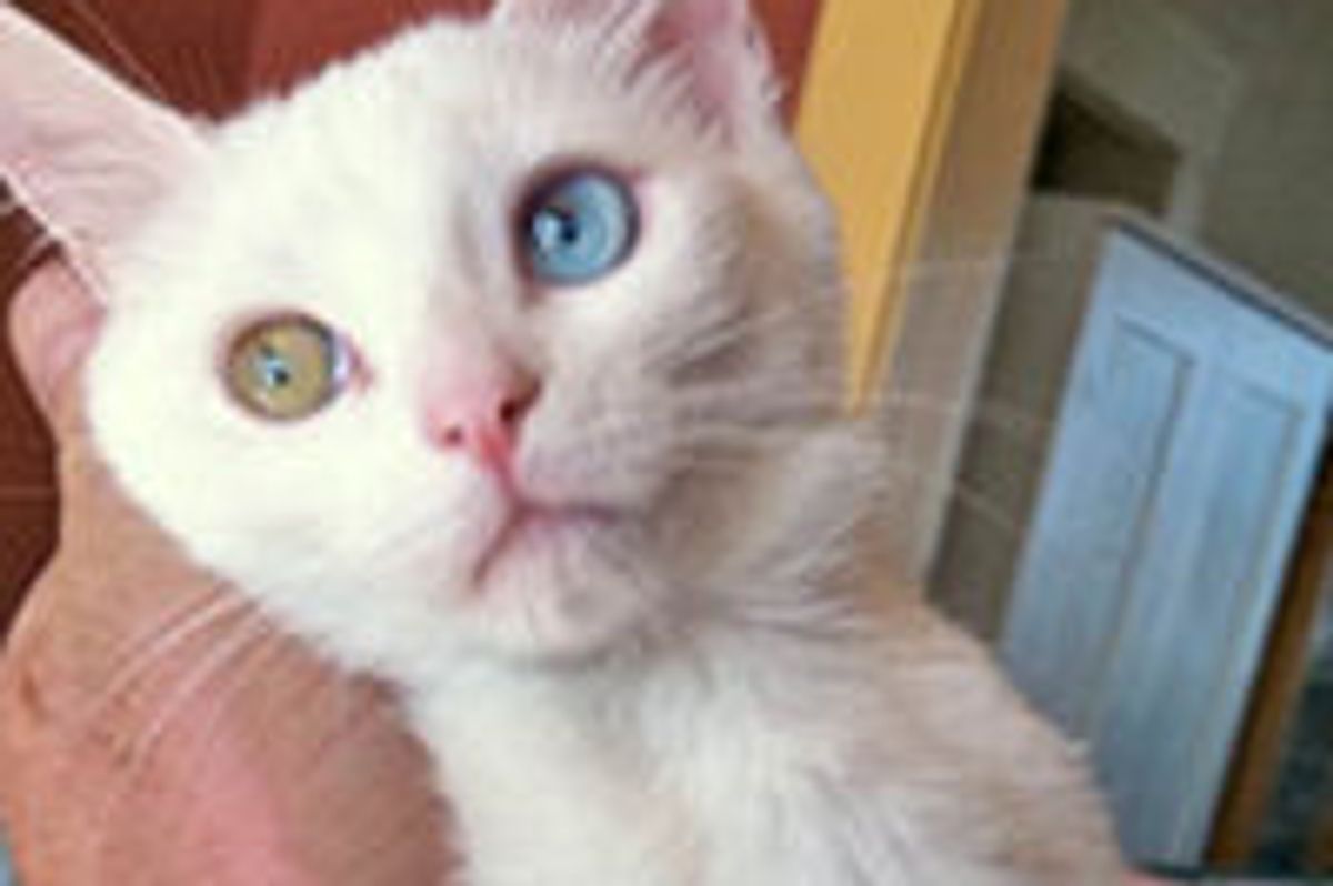 Mimo the Cat with Odd-eyes