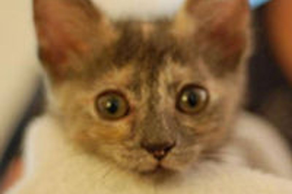 Willa the Special Kitty, Never Gives Up on Life