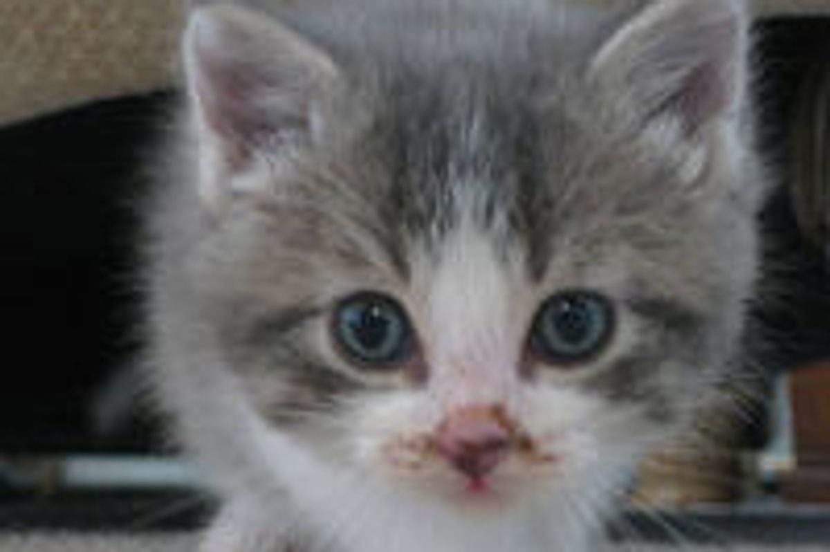 Little Furry Stalker